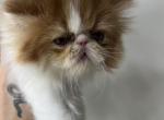 Persians cat - Persian Kitten For Sale - 