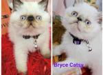 Bruce - Exotic Cat For Sale/Service - 