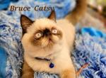 Bruce - Exotic Cat For Sale/Service - 