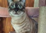 Daisy - Bengal Kitten For Sale - Front Royal, VA, US