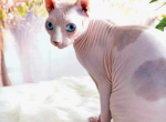 Angelina dbe program Imported from Europe - Sphynx Cat For Sale/Service - 