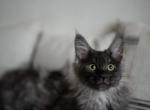 Polydactyl Vanessa - Maine Coon Kitten For Sale - Chicago, IL, US