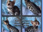 Sarabi bengal litter - Bengal Kitten For Sale - Bedford, PA, US