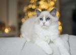 Ragdoll kittens - Ragdoll Kitten For Sale - Chicago, IL, US