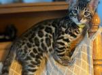 Brown and Silver Bengals Kittens - Bengal Kitten For Sale - Morrisonville, NY, US