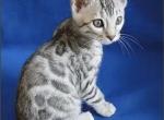 Fashionkitties - Bengal Kitten For Sale - Charlotte, NC, US