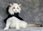 Andromeda - Ragdoll Kitten For Sale - Tampa, FL, US