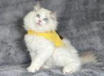 Apollo - Ragdoll Kitten For Sale - Tampa, FL, US