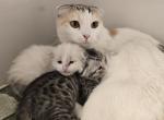 Sugar's second litter Scottish Folds - Scottish Fold Kitten For Sale - Denver, CO, US