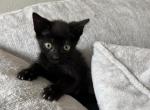 Lexi - Bombay Kitten For Sale - Battle Ground, WA, US