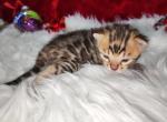 Noel Brown rosette available female - Bengal Kitten For Sale - FL, US