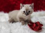 Tundra  Snow Seal  Solid Lynx Point male - Bengal Kitten For Sale - FL, US