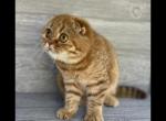 Lara - Scottish Fold Kitten For Sale - VA, US