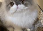 Blue and White Male Persian - Persian Kitten For Sale - Kansas City, MO, US