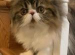 Brown Tabby and white male - Persian Kitten For Sale - Kansas City, MO, US