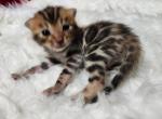 Pumpkin - Bengal Kitten For Sale - FL, US