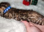 Spice brown rosetted bengal male kitten for sale - Bengal Kitten For Sale - FL, US