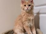 Mainecoon kitten female - Maine Coon Kitten For Sale - CA, US