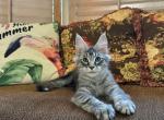 Hunter black mackerel boy - Maine Coon Kitten For Sale - CA, US