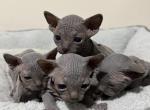 CatLuvCattery - Sphynx Kitten For Sale - 