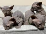 CatLuvCattery - Sphynx Kitten For Sale - Spartanburg, SC, US