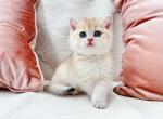 Finn - British Shorthair Kitten For Sale - Las Vegas, NV, US