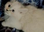 Ally - Siberian Kitten For Sale - Eau Claire, WI, US