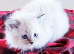 Sweat Pea - Siberian Kitten For Sale - Eau Claire, WI, US