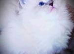 Sweat Hanna - Siberian Kitten For Sale - Eau Claire, WI, US