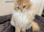 lion - British Shorthair Kitten For Sale - San Francisco, CA, US