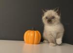 Rambo - Siamese Kitten For Sale - 