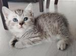 Max - Scottish Straight Kitten For Sale - Miami, FL, US