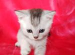 Golden silver chinchilla - British Shorthair Kitten For Sale - 