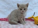 Creampuff - Domestic Kitten For Sale - 