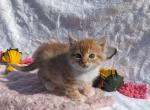 Autumn - Domestic Kitten For Sale - 