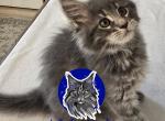 Lucy - Maine Coon Kitten For Sale - 