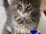 Linnie - Maine Coon Kitten For Sale - 