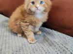 Marcus Blue eyes Maine Coon - Maine Coon Kitten For Sale - Miami, FL, US