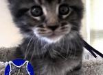 Lylah - Maine Coon Kitten For Sale - 