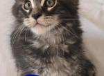 Luca - Maine Coon Kitten For Sale - Cleveland, TN, US