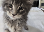 Leonardo - Maine Coon Kitten For Sale - 