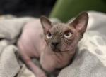 Misha - Bambino Cat For Sale - Vernon Hills, IL, US