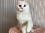 Female U - Maine Coon Kitten For Sale - Charlottesville, VA, US