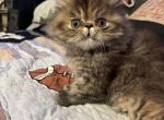 Persian - Persian Kitten For Sale - Monroe, GA, US