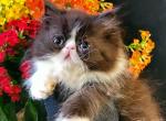 Jello Mellow Black n White - Persian Kitten For Sale - 