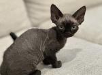 Sophia - Devon Rex Kitten For Sale - Stamford, CT, US