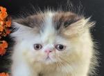 Jello Mellow Tabby Van - Persian Kitten For Sale - Portland, OR, US