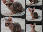 Female 3 - Sphynx Kitten For Sale - 