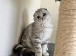 Mika - Scottish Fold Kitten For Sale - 