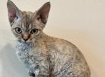 Devon rex - Devon Rex Kitten For Sale - CA, US